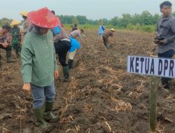 Ketua DPRD Dukung Ketahanan Pangan, Hadiri Penanaman Jagung Serentak